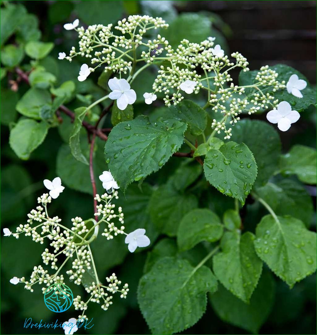 Blomstrende buske Få smukke blomster året rundt