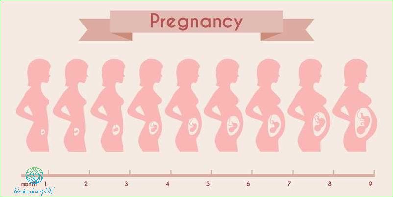 Graviditet uge for uge Alt hvad du behøver at vide
