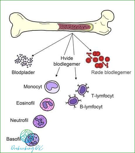 Hvad er Hæmoglobin b?