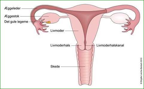 Symptomer på uregelmæssig menstruation